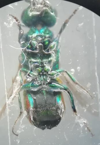 Réf. 273 767 : Chrysis interjecta